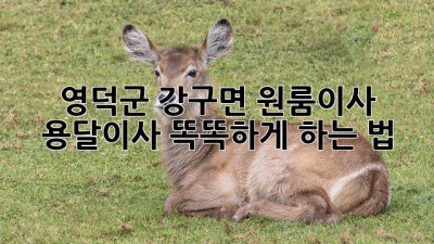 영덕군 강구면 원룸이사, 용달이사 똑똑하게 하는 법 🚚🏡✨